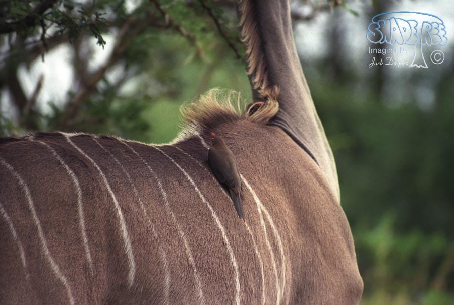 Red-billed Oxpecker - Buphagus erythrorhynchus