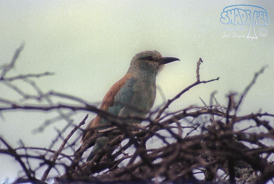 Lilac-Breasted Roller - Coracias caudatus