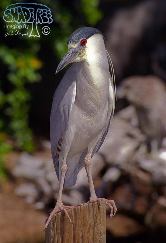 Black-crowned Night-Heron - Nycticorax nycticorax