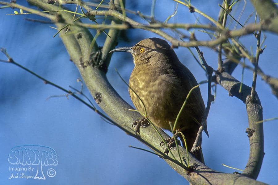 Curve-billed Thrasher - Toxostoma curvirostre