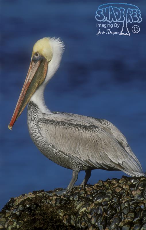 Brown Pelican - Pelecanus occidentalis
