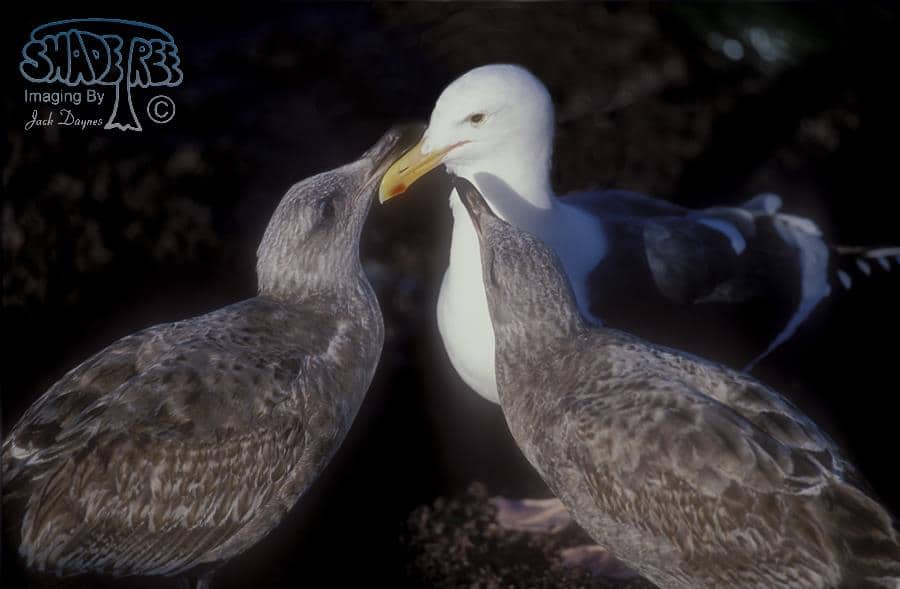Western Gull - Larus occidentalis