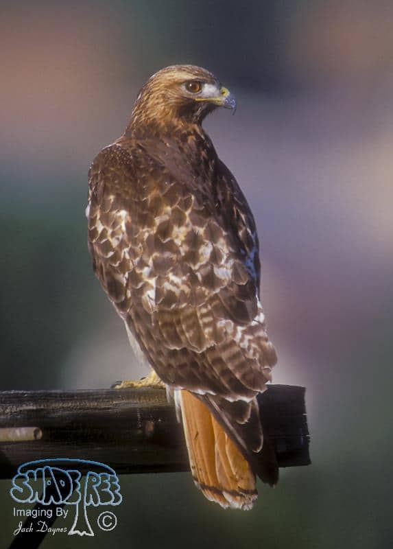 Red-tailed Hawk - Buteo jamaicensis