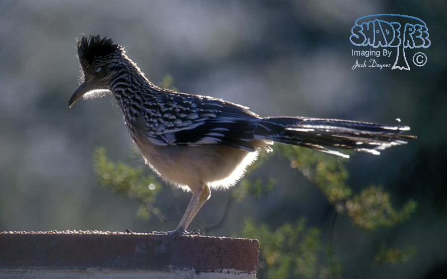 Greater Roadrunner - Geococcyx californianus
