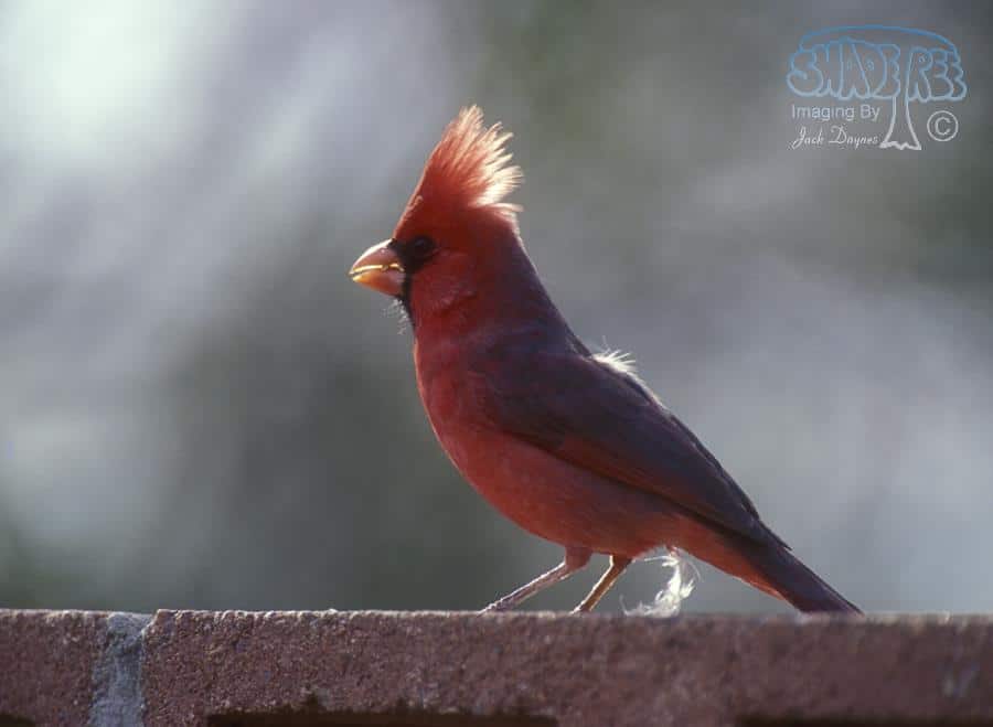 Northern Cardinal - Callipepla californica