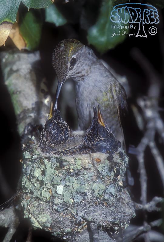 Anna's Hummingbird - Calypte anna