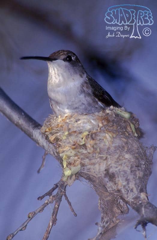 Black-chinned Hummingbird