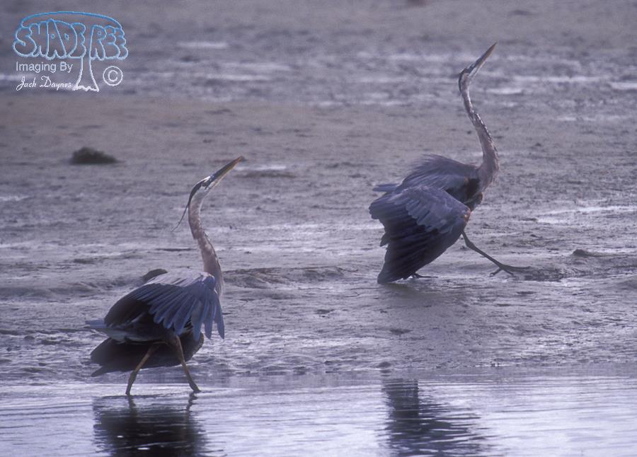 Great Blue Heron - Ardea herodias