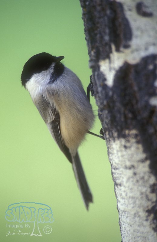Black-Capped Chickadee - Poecile atricapillus