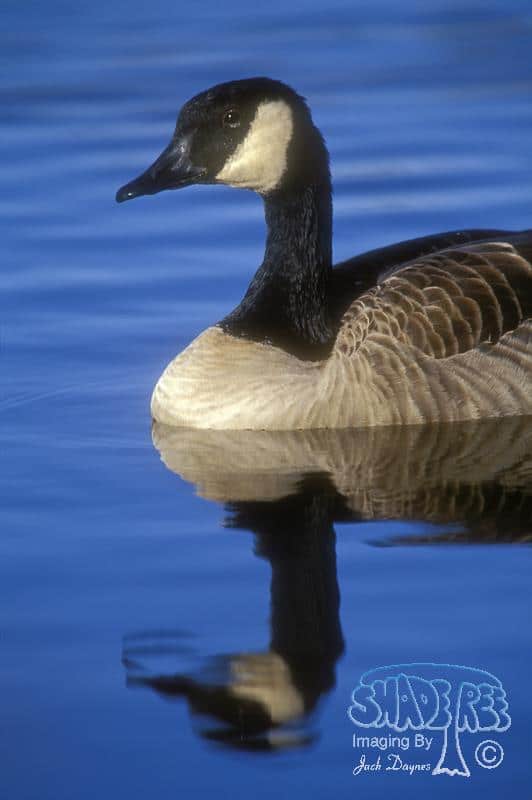 Canada Goose - Branta canadensis