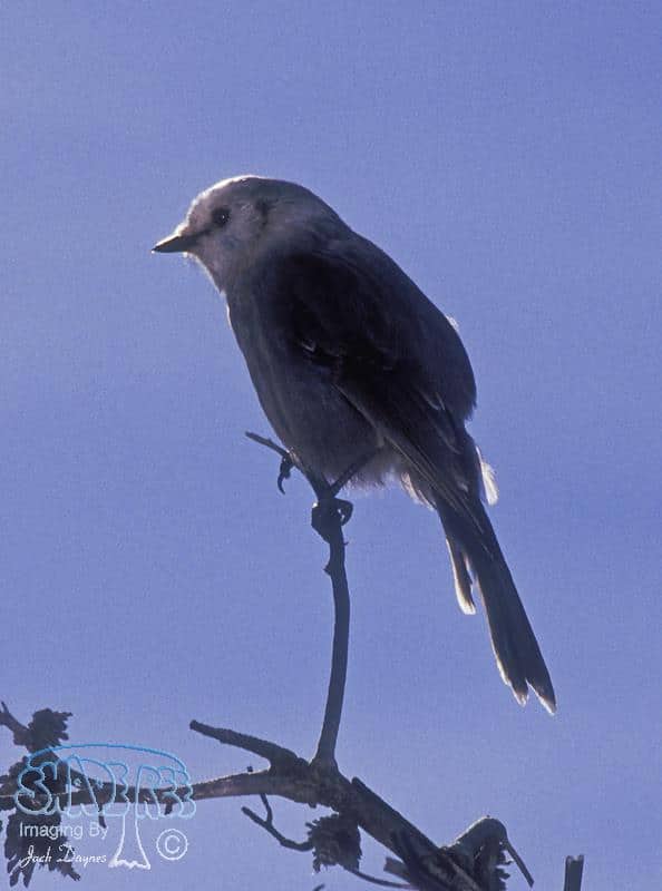 Canada Jay - Perisoreus canadensis