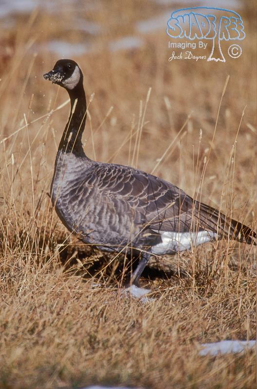 Canada Goose - Branta canadensis