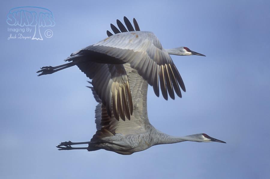 Sandhill Crane - Antigone canadensis