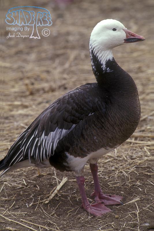 Snow Goose - Anser caerulescens