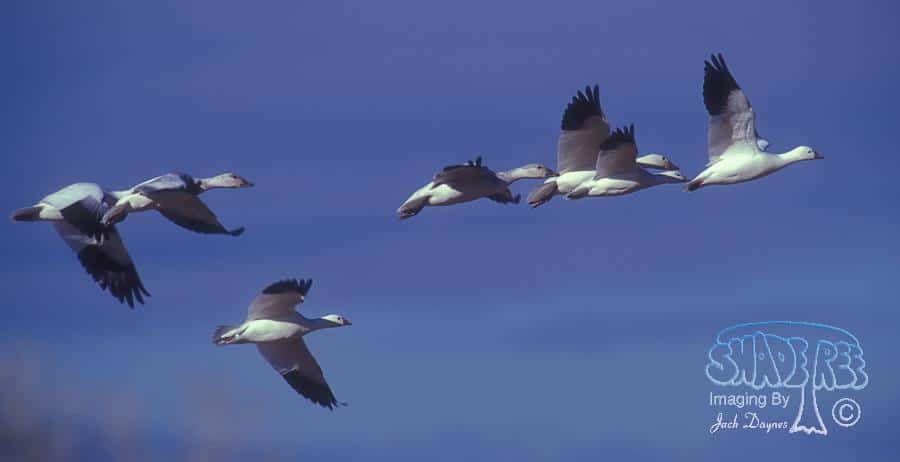 Ross's Goose - Chen rossii