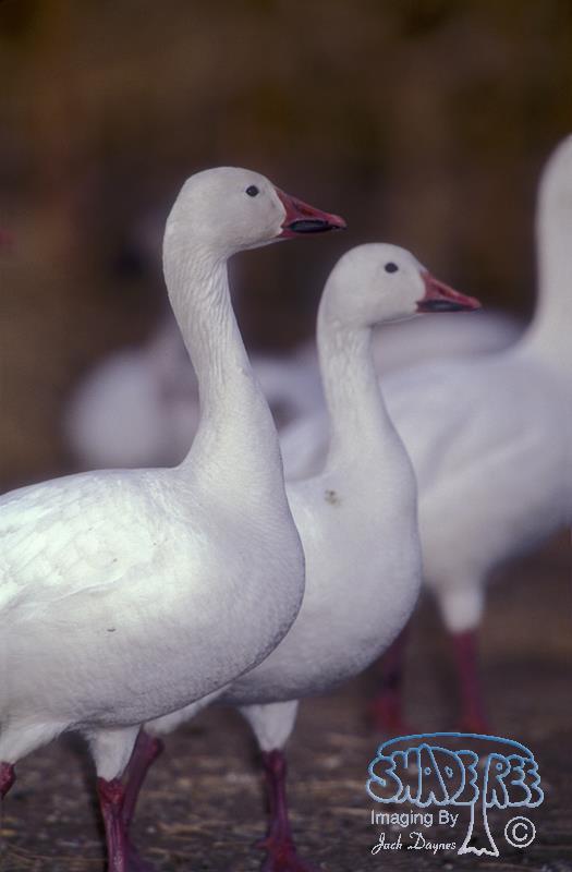 Snow Goose - Anser caerulescens