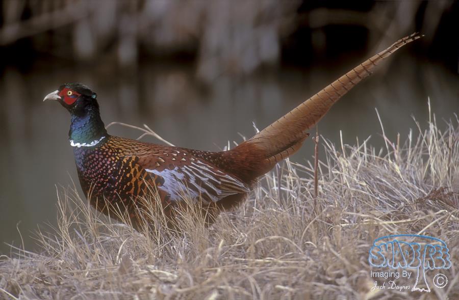 Phasianus colchicus - Phasianus colchicus