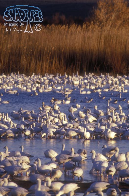 Snow Goose - Anser caerulescens