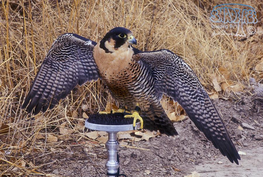 Peregrine Falcon - Falco peregrinus