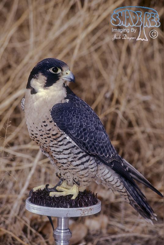 Peregrine Falcon - Falco peregrinus