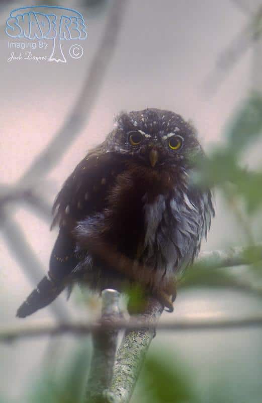 Northern Pygmy Owl - Glaucidium gnoma