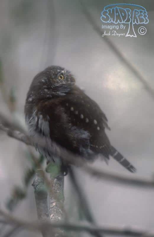 Northern Pygmy Owl - Glaucidium gnoma