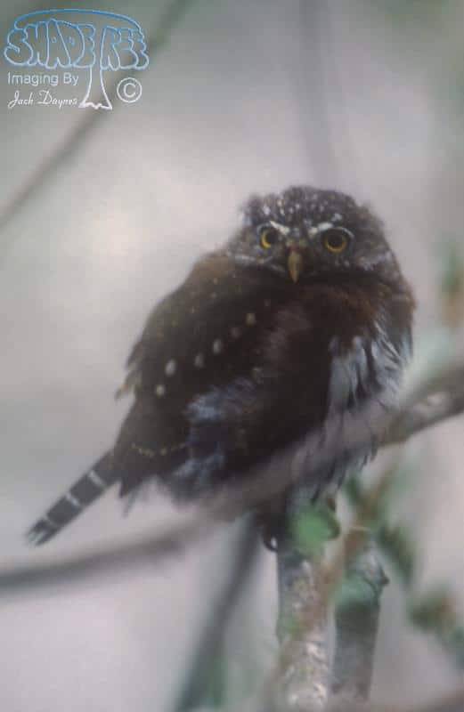 Northern Pygmy Owl - Glaucidium gnoma