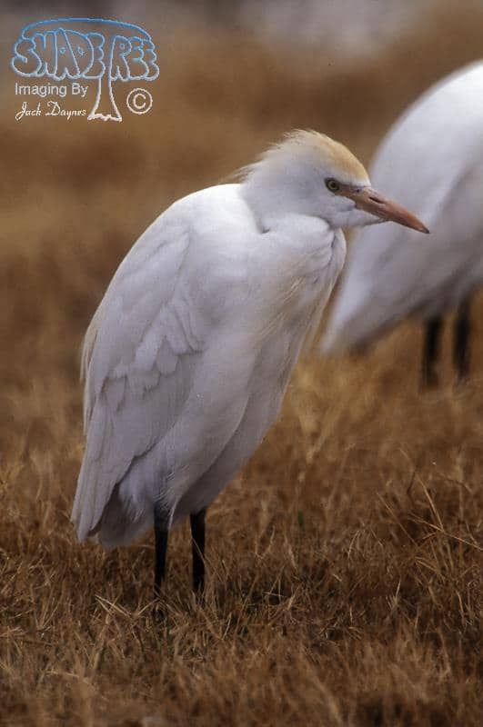Cattle Egret - Bubulcus ibis