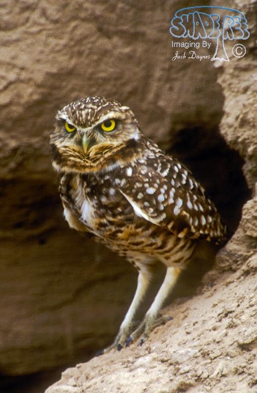 Burrowing Owl - Athene cunicularia