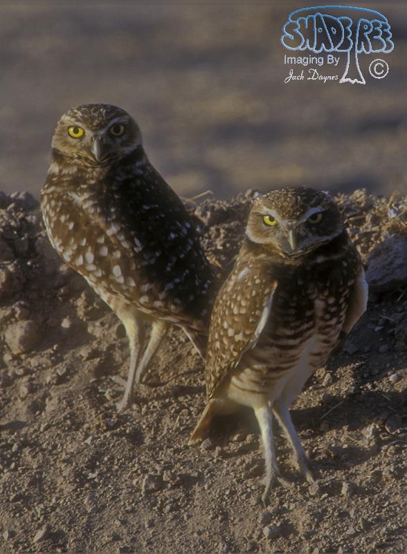 Burrowing Owl - Athene cunicularia