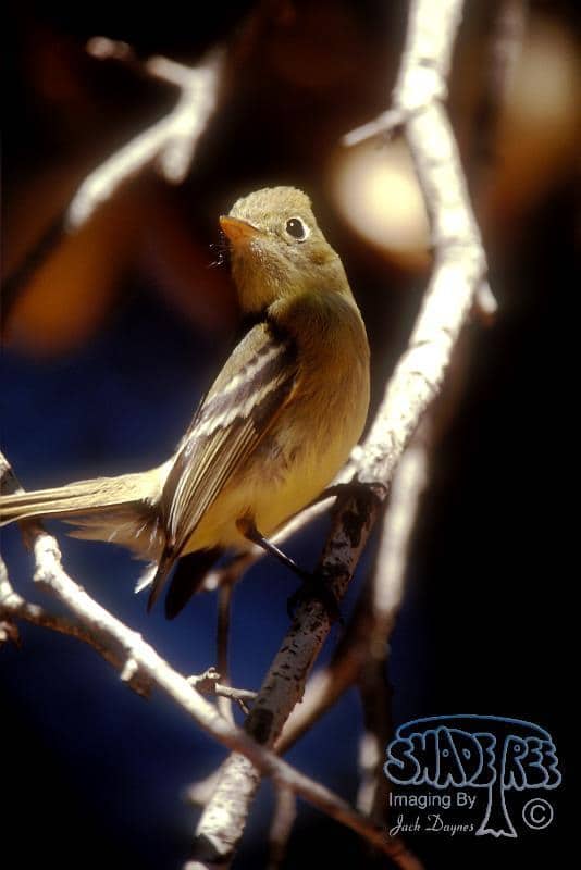 Pacific-slope Flycatcher - Empidonax difficilis