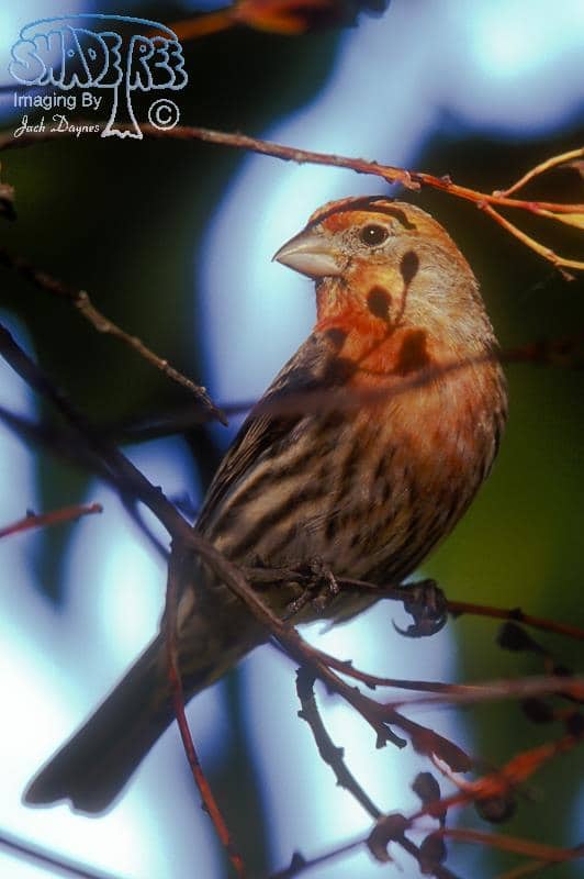 House Finch - Haemorhous mexicanus