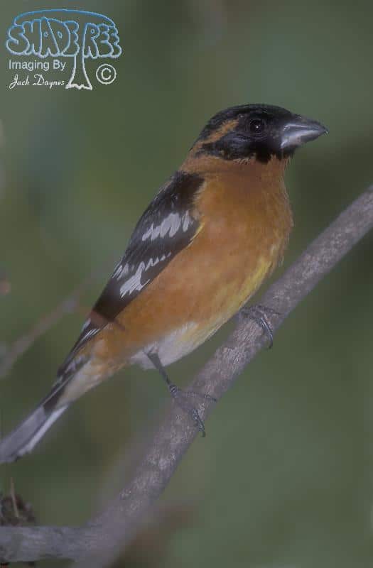Black-headed Grosbeak - Pheucticus melanocephalus
