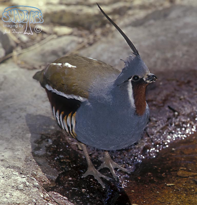Mountain Quail - Oreortyx pictus