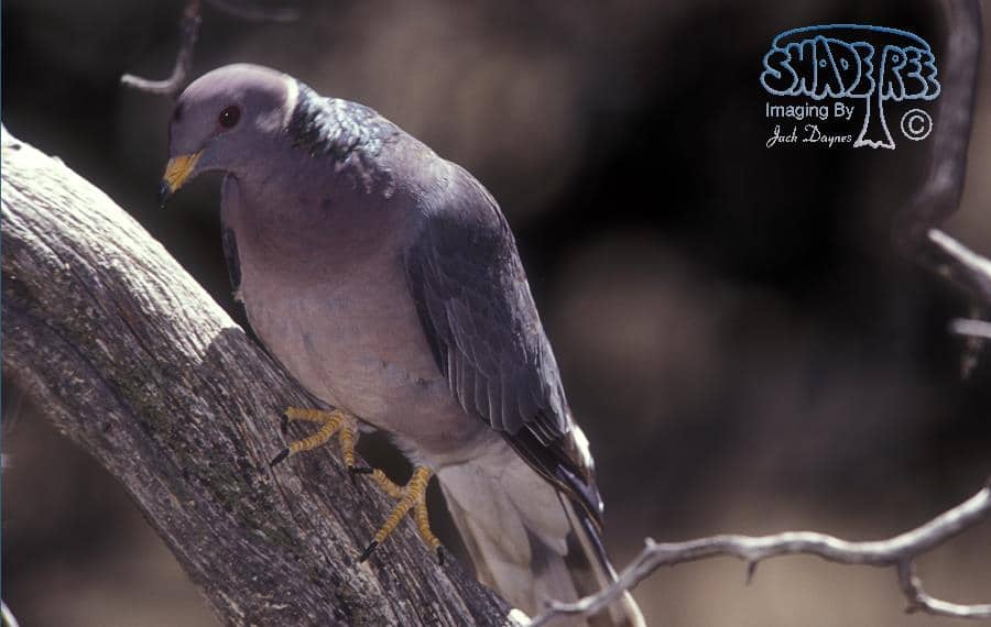 Band-tailed Pigeon - Columba fasciata