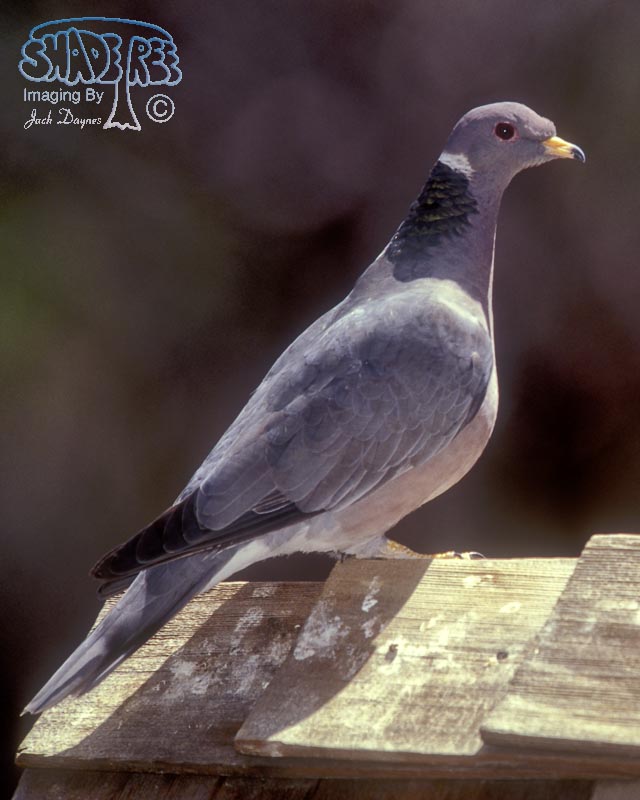 Band-Tailed Pigeon - Columba fasciata