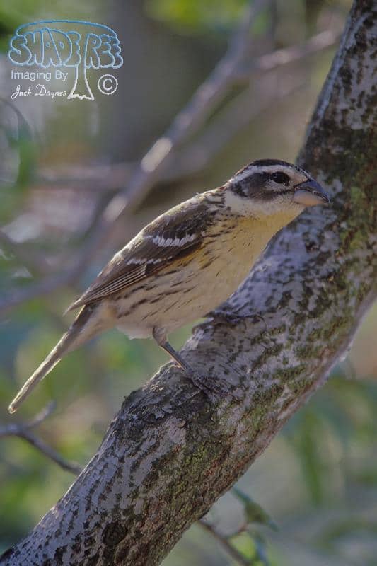 Black-headed Grosbeak - Pheucticus melanocephalus