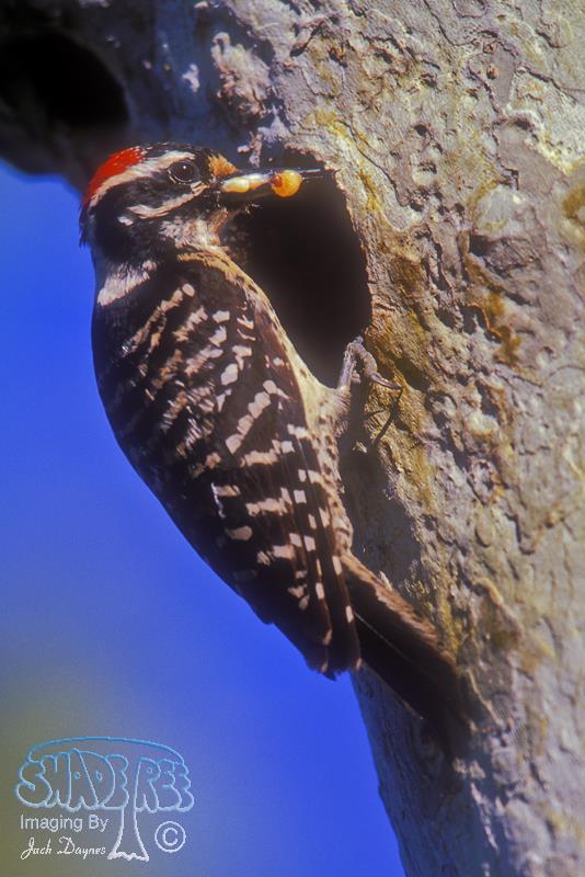 Nuttall's Woodpecker - Picoides nuttallii