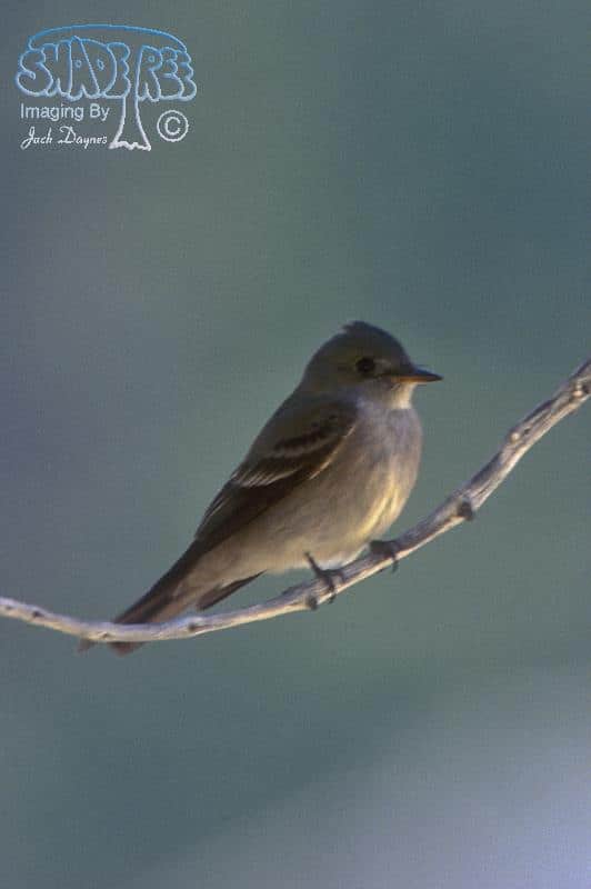 Willow Flycatcher - Empidonax traillii