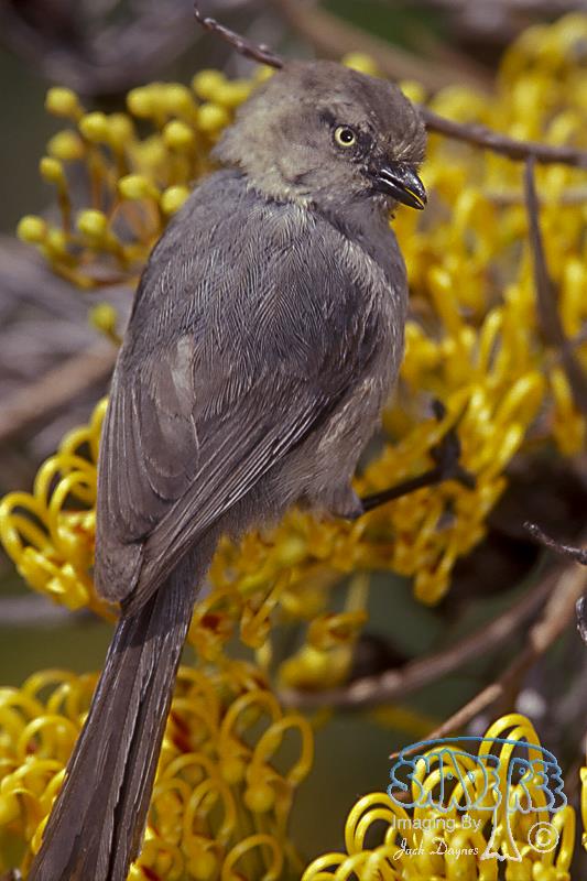 Bushtit - Psaltriparus minimus