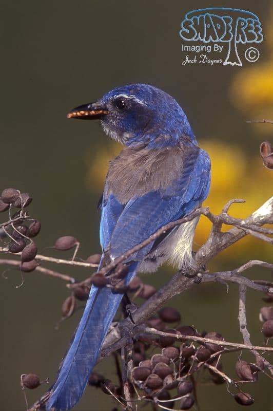 Western Scrub-Jay - Aphelocoma californica