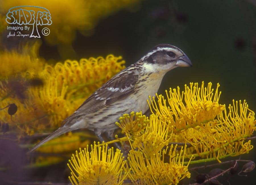Black-headed Grosbeak - Pheucticus melanocephalus