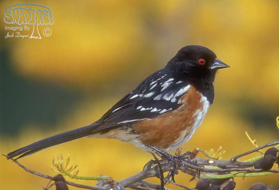 Spotted Towhee - Pipilo maculatus