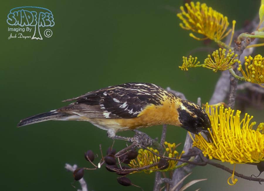 Black-headed Grosbeak - Pheucticus melanocephalus