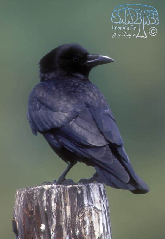 Common Raven - Corvus corax