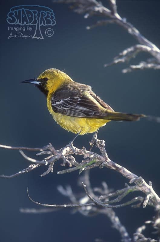 Hooded Oriole - Icterus cucullatus