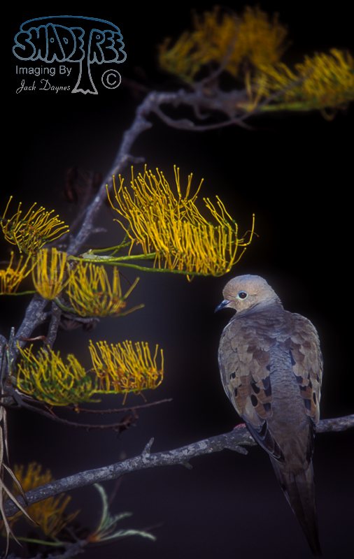 Mourning Dove - Zenaida macroura