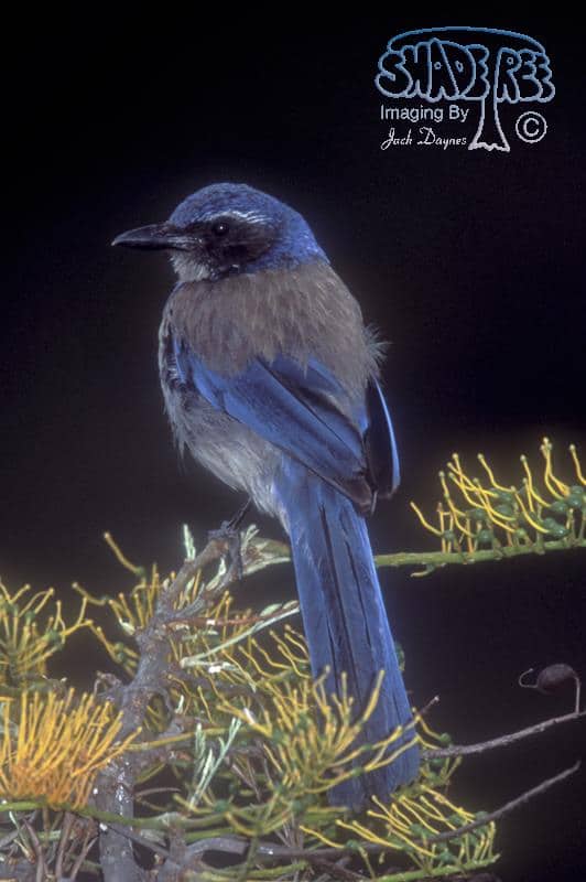Western Scrub-Jay - Aphelocoma californica