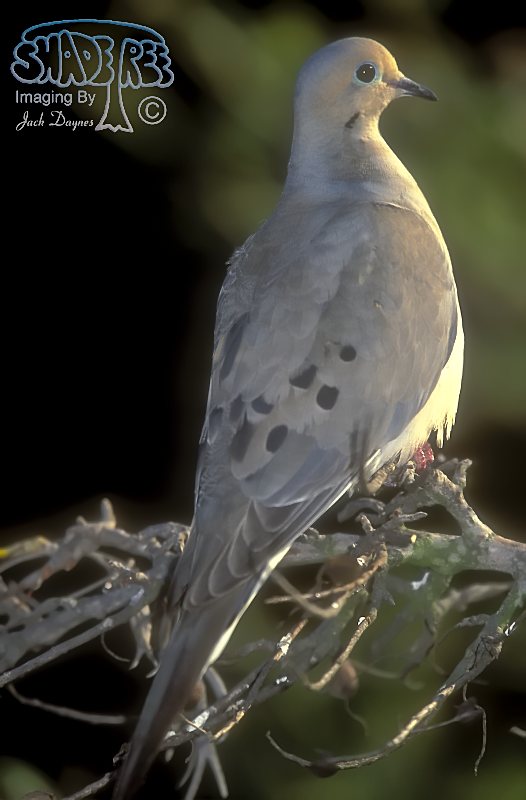 Mourning Dove - Zenaida macroura