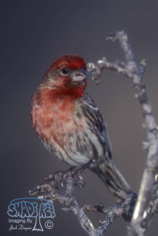 House Finch - Haemorhous mexicanus